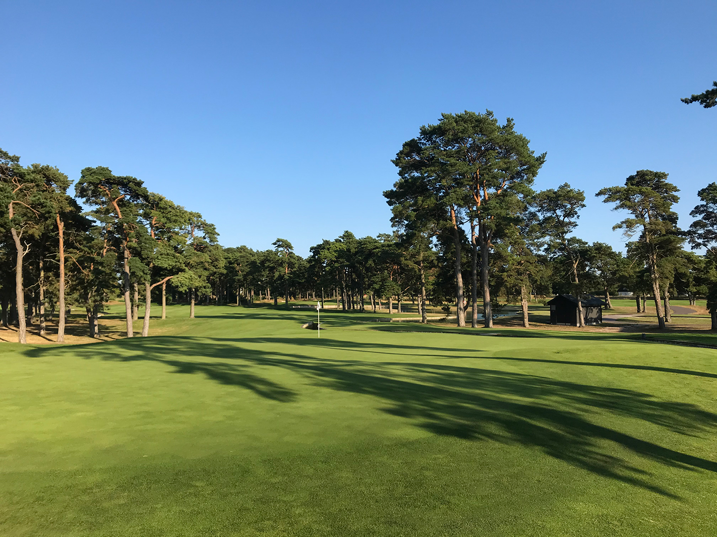 Grön golfbana med flaggstång på green, omgiven av höga tallar under klarblå himmel.